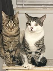 Lost Male Cat last seen 13 mile and Callahan near stop and go, Roseville, MI 48066