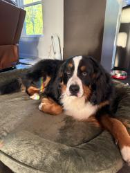 Lost Male Dog last seen Granville Street & 11th Street, Newark, OH 43055