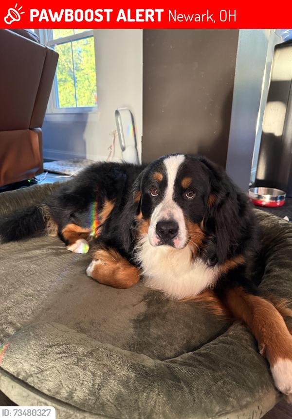 Lost Male Dog last seen Granville Street & 11th Street, Newark, OH 43055