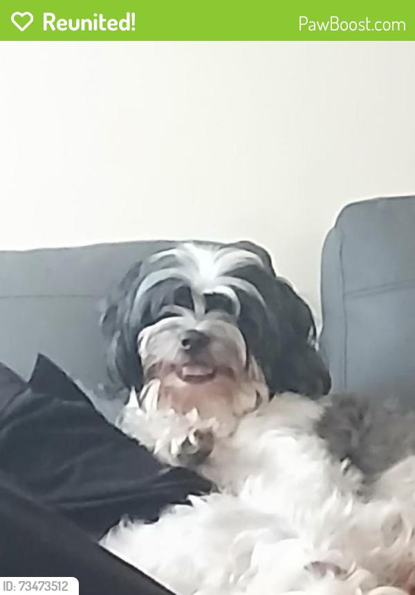 Reunited Female Dog last seen Commercial blvd n sr7, Fort Lauderdale, FL 33309