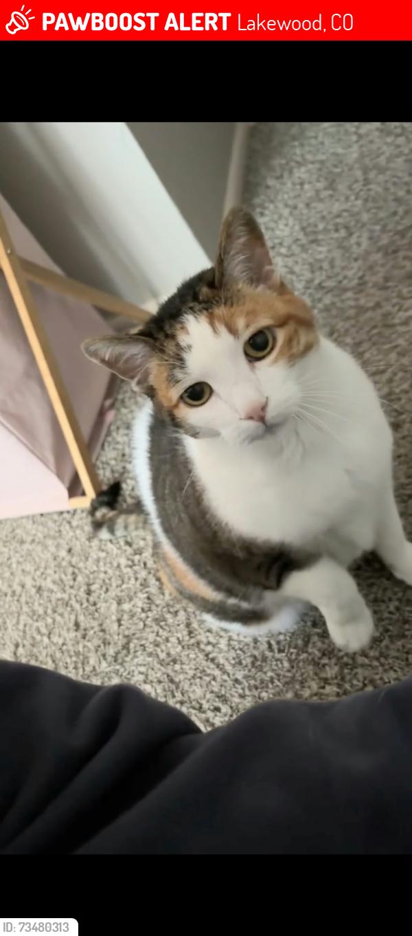 Lost Female Cat last seen S Wright St and W Louisiana Ave, Lakewood, CO 80228