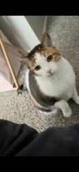 Lost Female Cat last seen S Wright St and W Louisiana Ave, Lakewood, CO 80228