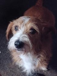 Lost Female Dog last seen Northside community center, all saints Catholic Church,, Fort Worth, TX 76164