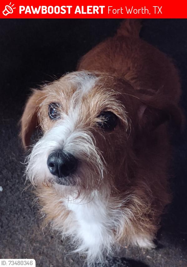 Lost Female Dog last seen Northside community center, all saints Catholic Church,, Fort Worth, TX 76164