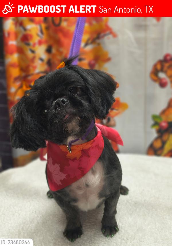 Lost Female Dog last seen Potranco Rd, San Antonio, TX 78251
