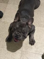 Reunited Male Dog last seen Dorsey Way, Laurel and Arrow, Fontana, CA 92335