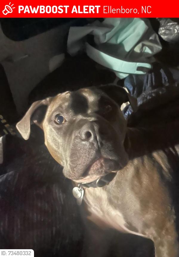 Lost Male Dog last seen Race path road and golden oaks lane, Ellenboro, NC 28040