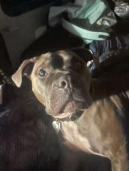 Lost Male Dog last seen Race path road and golden oaks lane, Ellenboro, NC 28040