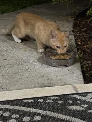 Found/Stray Male Cat last seen Canton St S and 63rd Ave S, St. Petersburg, FL 33705