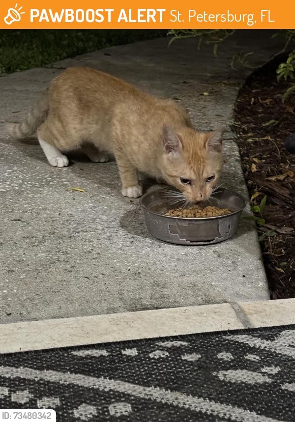Found/Stray Male Cat last seen Canton St S and 63rd Ave S, St. Petersburg, FL 33705