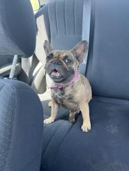 Lost Female Dog last seen Guava ave chula vista, Chula Vista, CA 91910