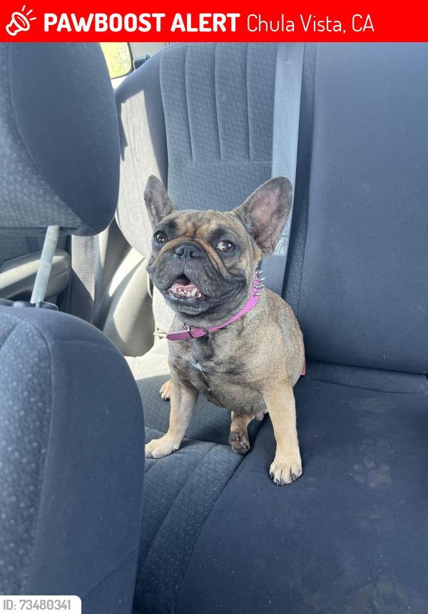 Lost Female Dog last seen Guava ave chula vista, Chula Vista, CA 91910