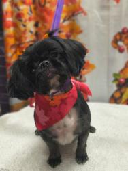 Lost Female Dog last seen Lynx mountain & granite cliff, San Antonio, TX 78251