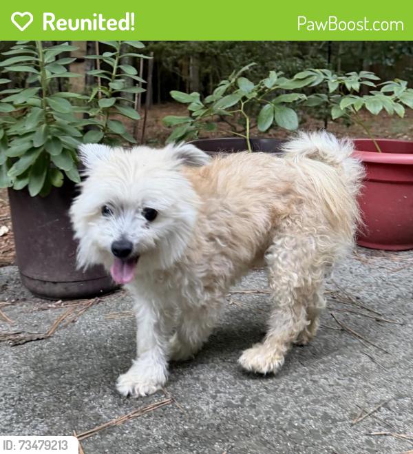 Reunited Male Dog last seen McCormick and Timmons in Parkwood, Durham, NC 27713