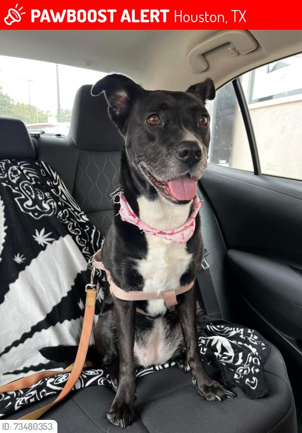 Lost Female Dog last seen Home, Houston, TX 77007