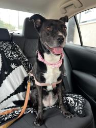 Lost Female Dog last seen Home, Houston, TX 77007