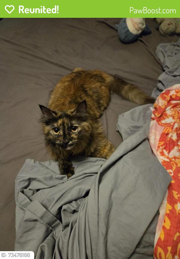 Reunited Female Cat last seen Flushing Dr, San Diego, CA 92111