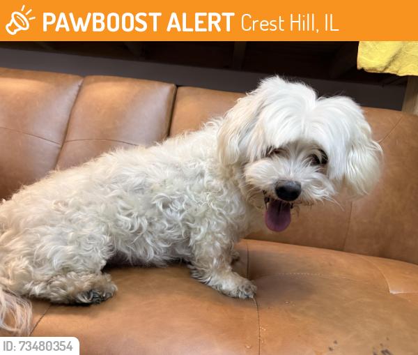 Found/Stray Male Dog last seen Hosmer Ln., Crest Hill, IL 60403