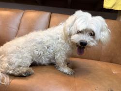 Found/Stray Male Dog last seen Hosmer Ln., Crest Hill, IL 60403
