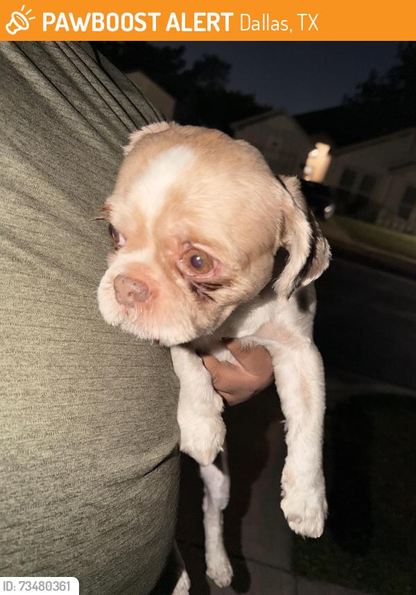 Found/Stray Male Dog last seen Exeter Avenue 75216, Dallas, TX 75216