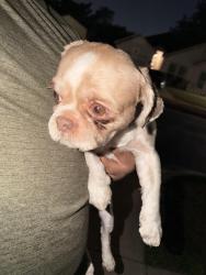 Found/Stray Male Dog last seen Exeter Avenue 75216, Dallas, TX 75216