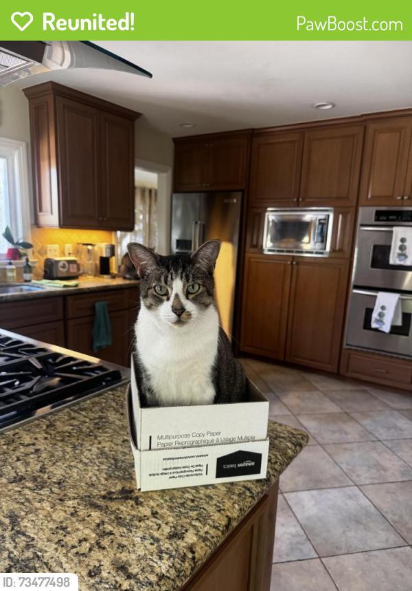 Reunited Male Cat last seen Culver & Irvine Center Drive, Irvine, CA 92604