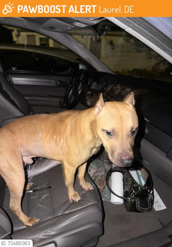 Found/Stray Male Dog last seen Near hse on Colonial Rd, Laurel, DE 19956
