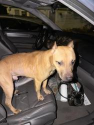 Found/Stray Male Dog last seen Near hse on Colonial Rd, Laurel, DE 19956