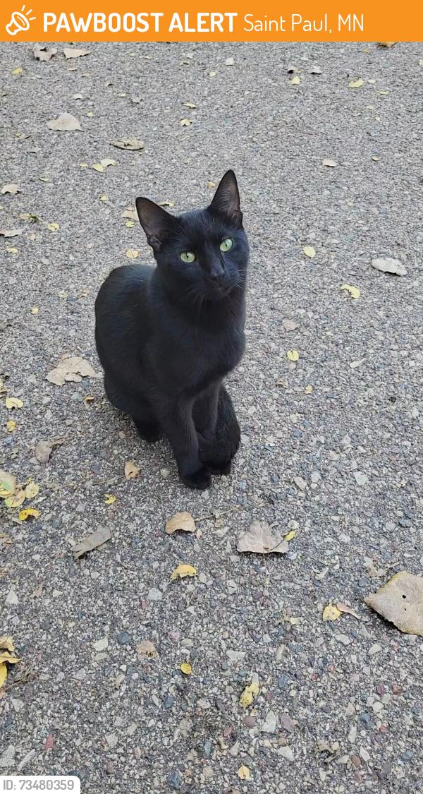 Found/Stray Male Cat last seen Hamm's Brewery, Saint Paul, MN 55106