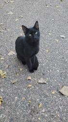 Found/Stray Male Cat last seen Hamm's Brewery, Saint Paul, MN 55106