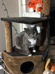 Lost Female Cat last seen Riverwalk Vista across food lion, Columbia, SC 29210