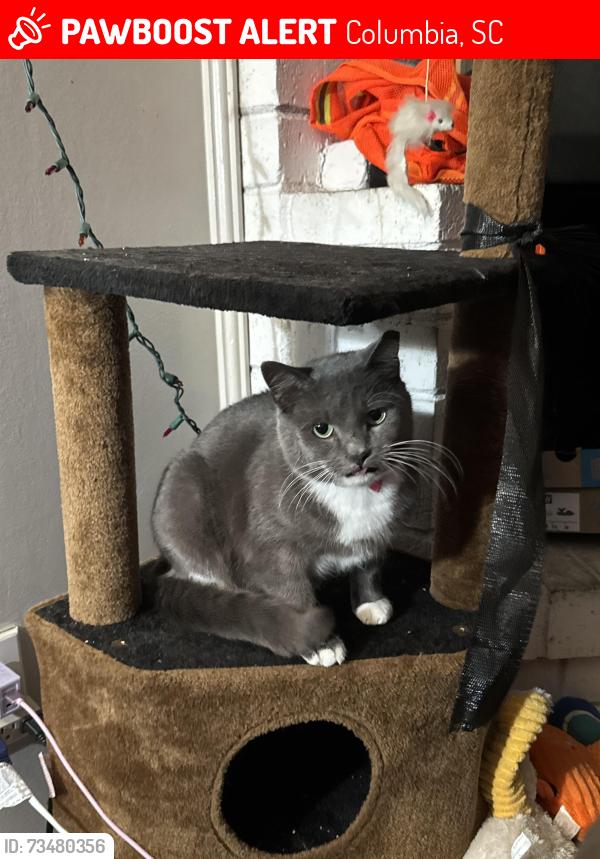 Lost Female Cat last seen Riverwalk Vista across food lion, Columbia, SC 29210
