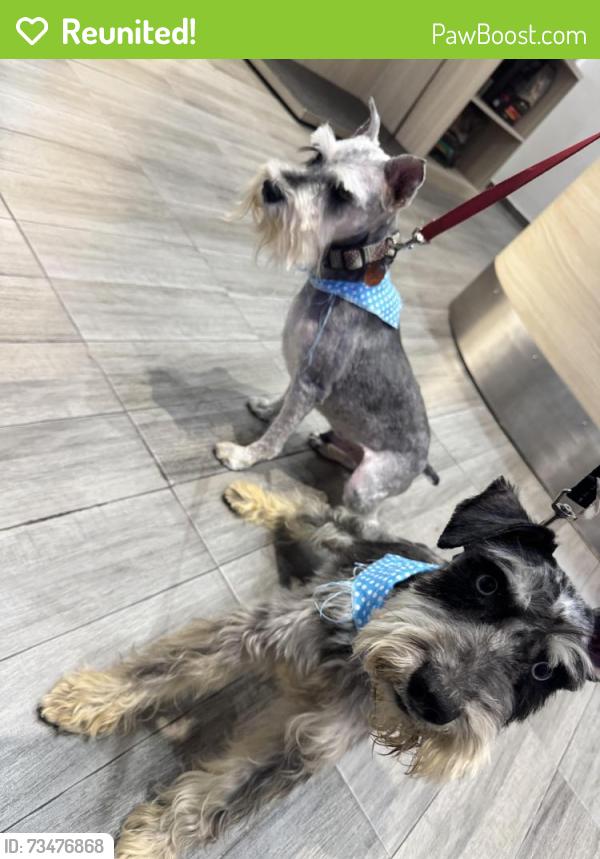 Reunited Male Dog last seen 84th and Washington st, Denver, CO 80229