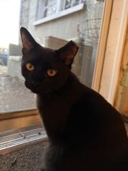 Reunited Female Cat last seen Tennessee State University, Nashville, TN 37208