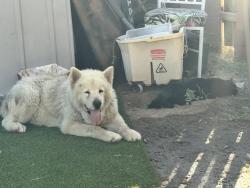 Lost Male Dog last seen 19th ave between Peoria and cactus, Phoenix, AZ 85029
