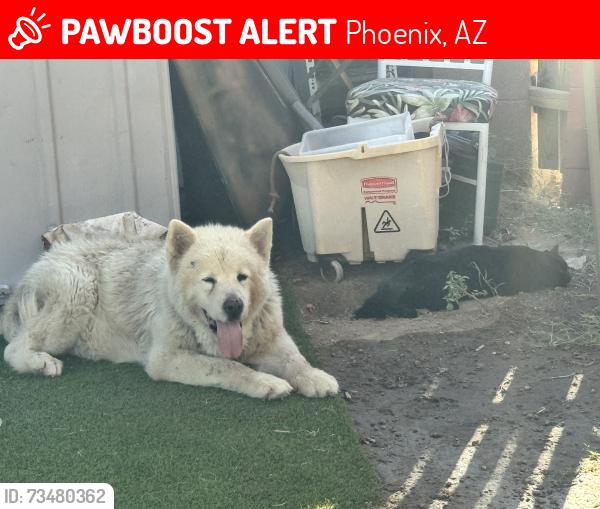 Lost Male Dog last seen 19th ave between Peoria and cactus, Phoenix, AZ 85029