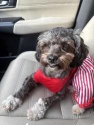 Lost Female Dog last seen Cherry creek, Magnolia, TX 77353