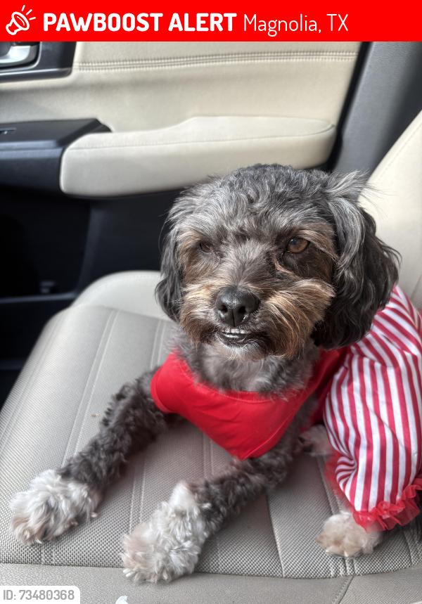 Lost Female Dog last seen Cherry creek, Magnolia, TX 77353