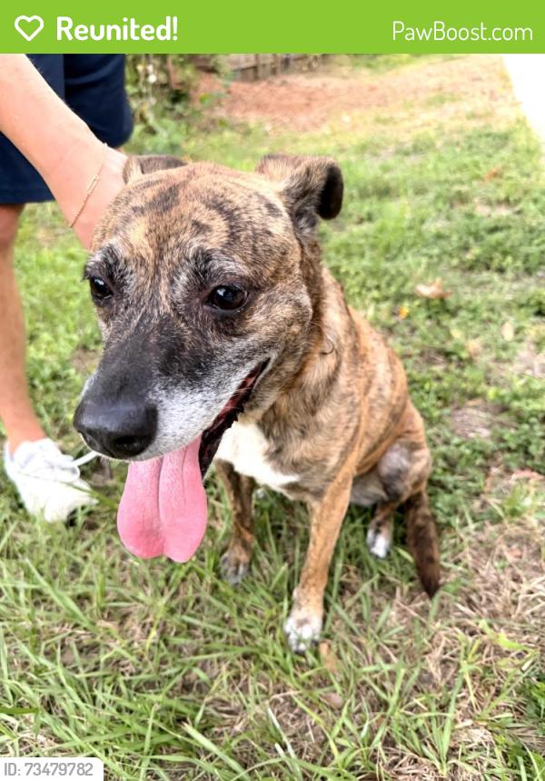 Reunited Female Dog last seen Nicholson Trail at 15th Street, Houston, TX 77008