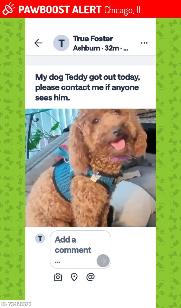 Lost Male Dog last seen Near S Christiana Ave, Chicago, IL 60652