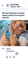 Lost Male Dog last seen Near S Christiana Ave, Chicago, IL 60652