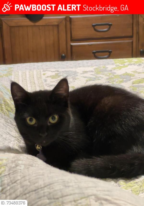 Lost Female Cat last seen Near waterview dr Stockbridge ga, Stockbridge, GA 30281