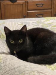 Lost Female Cat last seen Near waterview dr Stockbridge ga, Stockbridge, GA 30281
