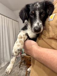 Found/Stray Male Dog last seen Elm Grove Rd., FM 548, TX 75032