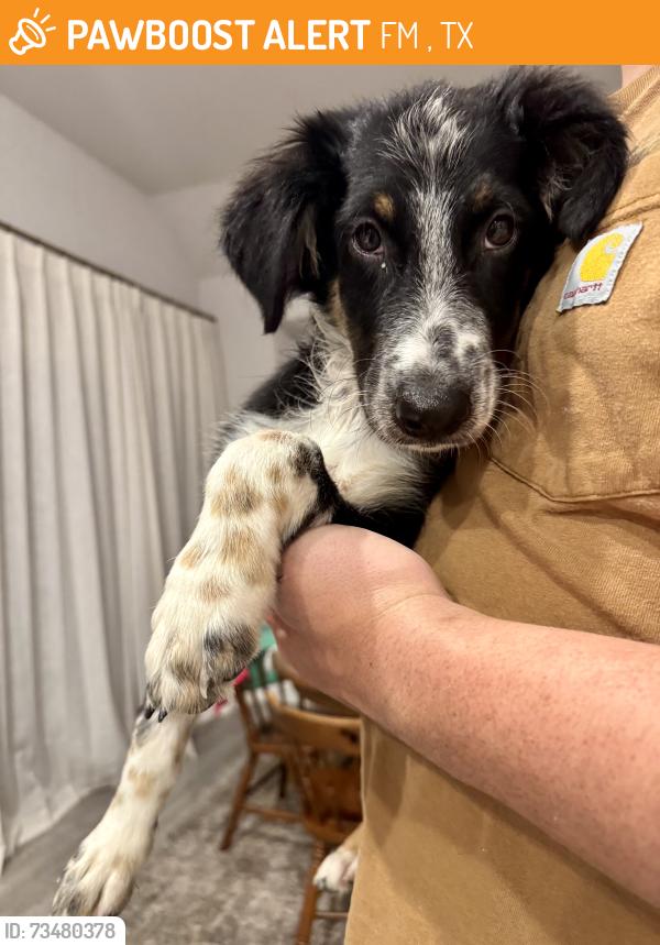 Found/Stray Male Dog last seen Elm Grove Rd., FM 548, TX 75032