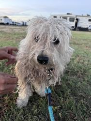Found/Stray Male Dog last seen In the RV Park, Amarillo, TX 79118