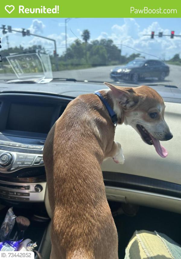 Reunited Male Dog last seen Near Severn ave, Metairie, LA 70001