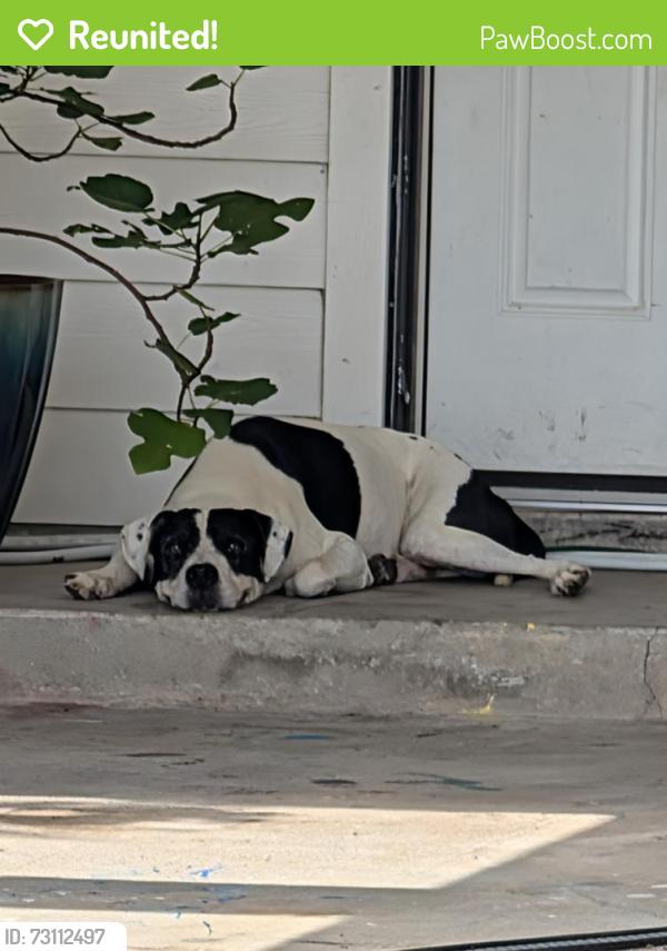 Reunited Male Dog last seen Brompton St and Brompton rd, Houston, TX 77025