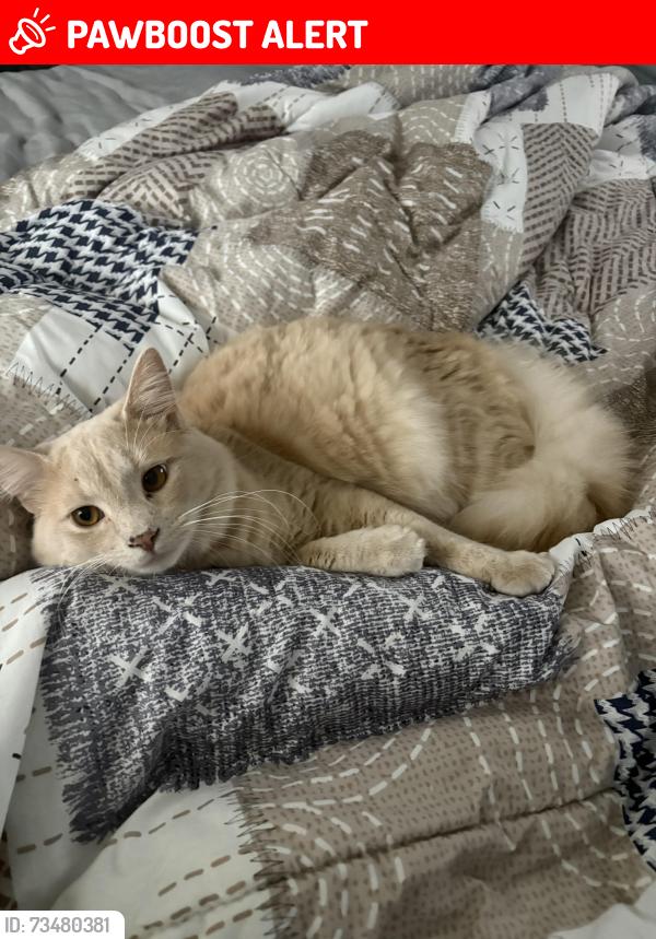Lost Male Cat last seen Middletown, Liberty Township, OH 45011