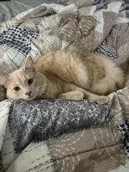 Lost Male Cat last seen Middletown, Liberty Township, OH 45011